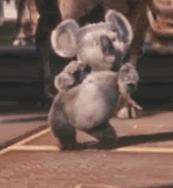 dancingkoalabeartoocute.gif