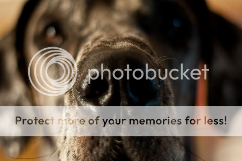 IMAGE: http://i871.photobucket.com/albums/ab277/VanessaO1126/IMG_9143-1-1.jpg