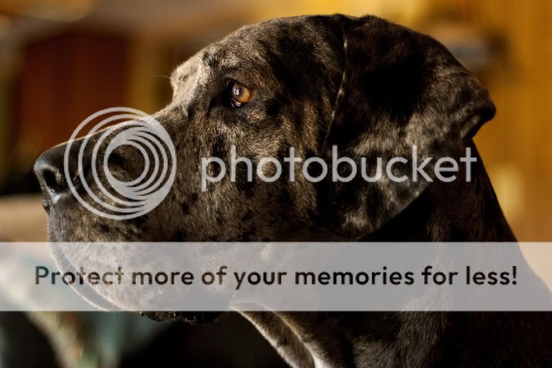 IMAGE: http://i871.photobucket.com/albums/ab277/VanessaO1126/IMG_9148-1-1.jpg