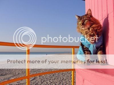 lorenzo1 - Show Posts - islander lorenzo1 - Show Posts - islander