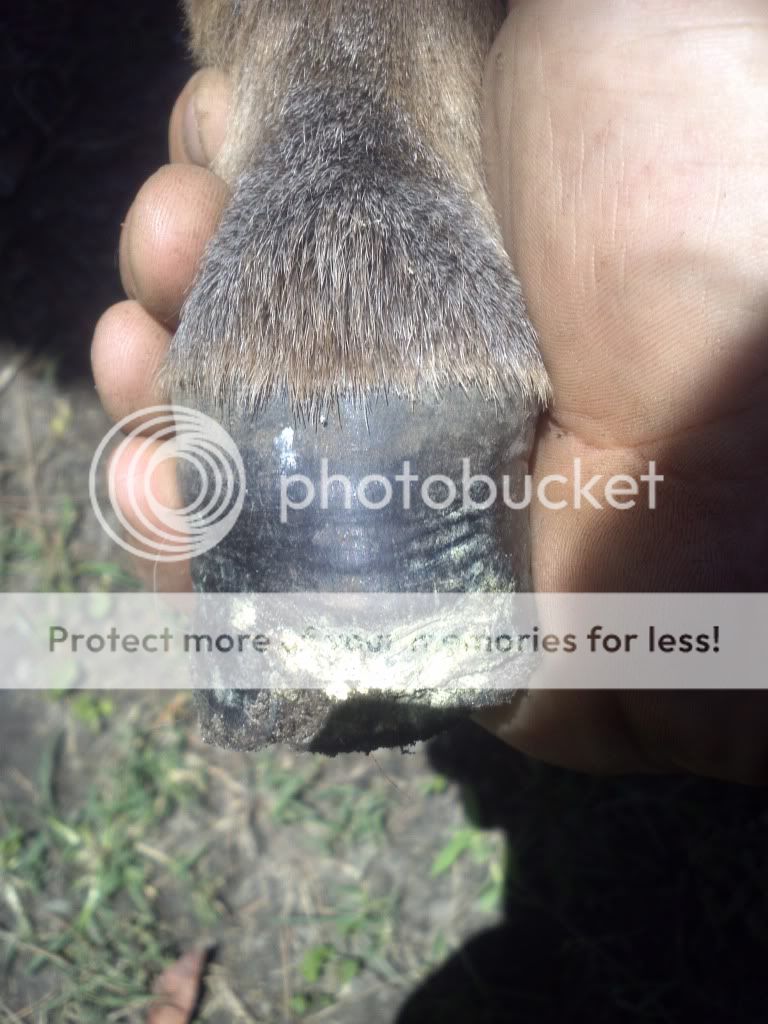 Donkey broke it's hoof.. advice please - Equine